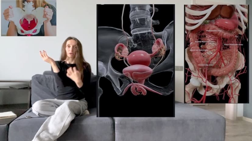 Тазовое дно изнутри: строение и особенности работы